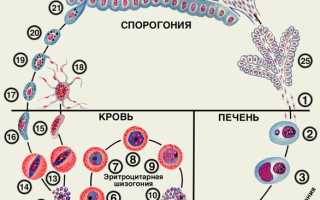 Что такое малярия? Симптомы, причины, профилактика и лечение
