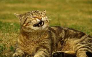 Почему котенок чихает и сопли
