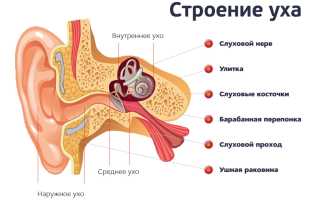 Острый отит: причины, симптомы, лечение