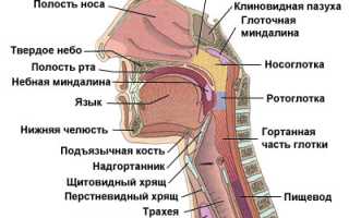 Сколько горл у человека