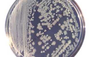 Enterobacter (энтеробактер)