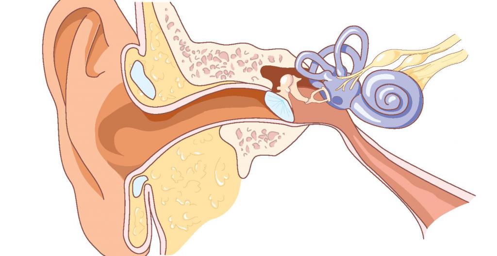 внутреннее ухо