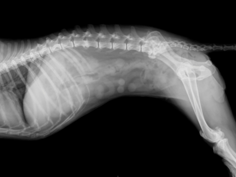 У собаки болит спина лечение