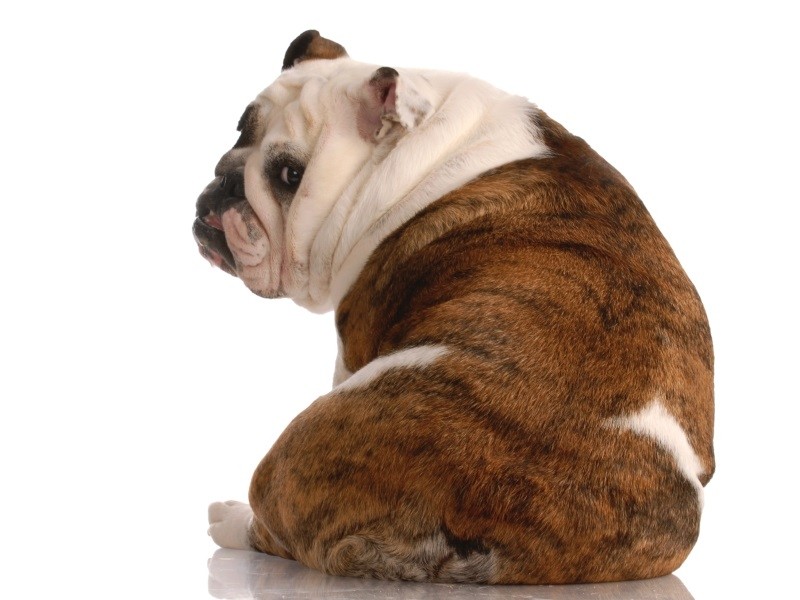 У собаки болит спина лечение