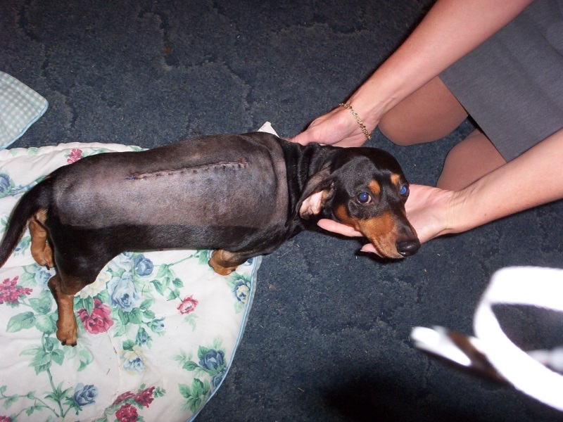 У собаки болит спина лечение