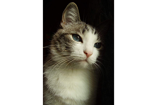 Кот лежит на спине болит