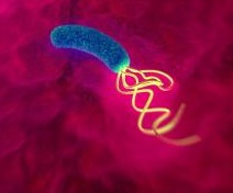 Хеликобактер Пилори