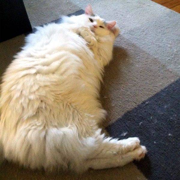 Кот лежит на спине болит