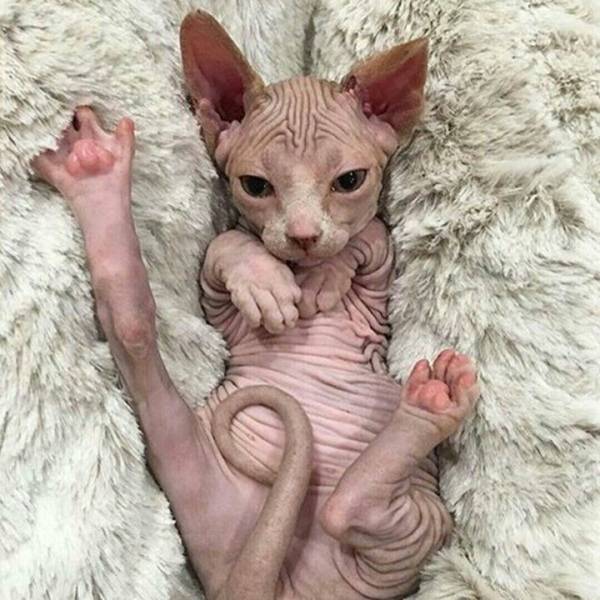 Кот лежит на спине болит