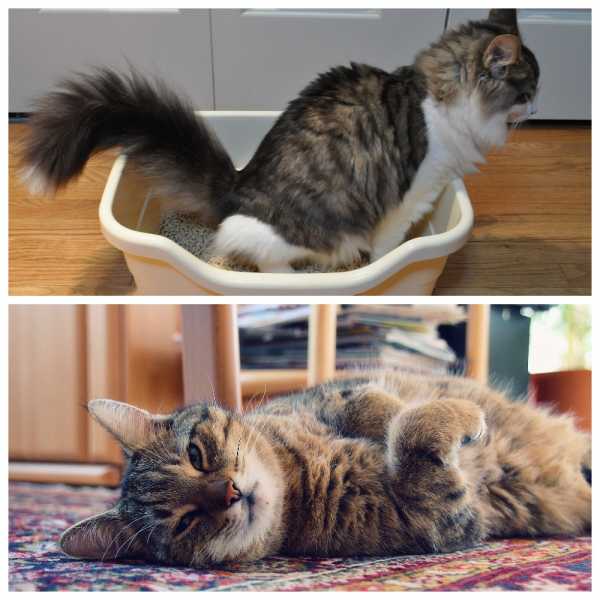 Кот лежит на спине болит