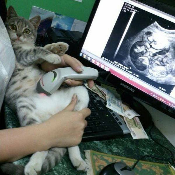 Кот лежит на спине болит