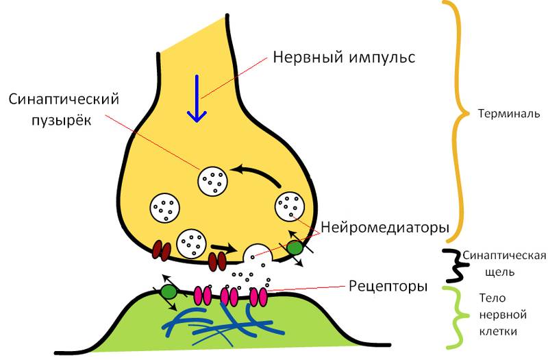 Действие миорелаксантов на рецепторы