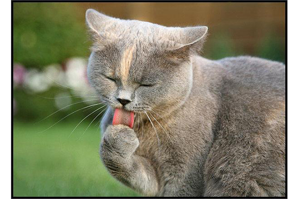 Кот лежит на спине болит