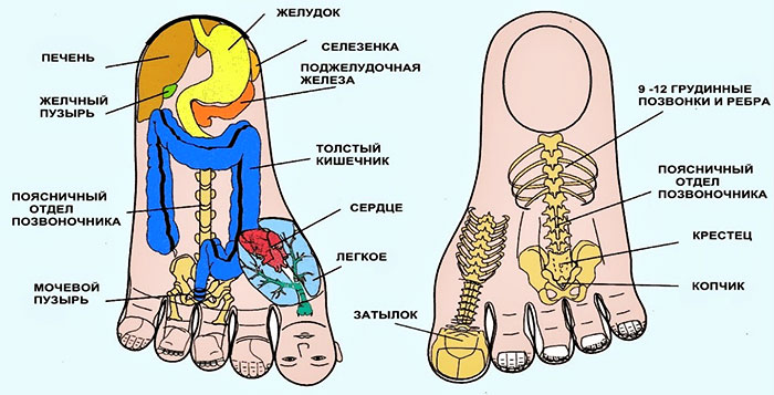 Взаимосвязь органов с зонами на стопе