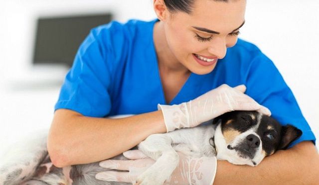 Собака в руках врача