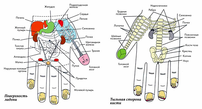 Зоны массажа на кисти руки по методике су-джок